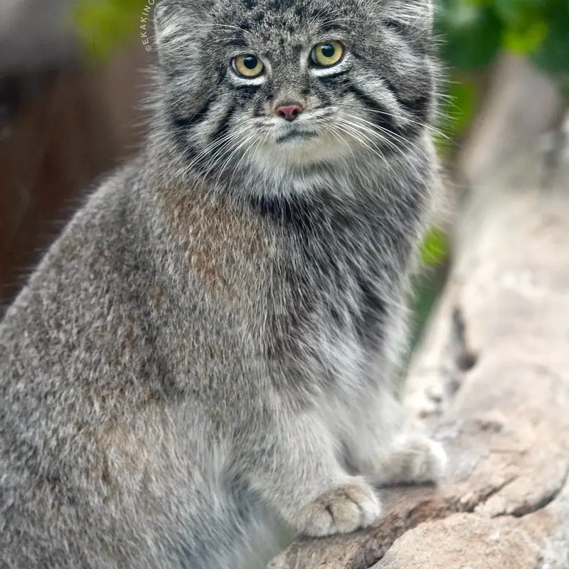 A photograph of Nar in Kobe Animal Kingdom
