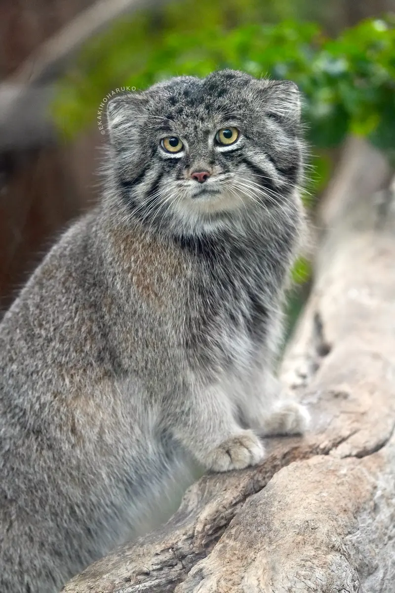 A photograph of Nar in Kobe Animal Kingdom