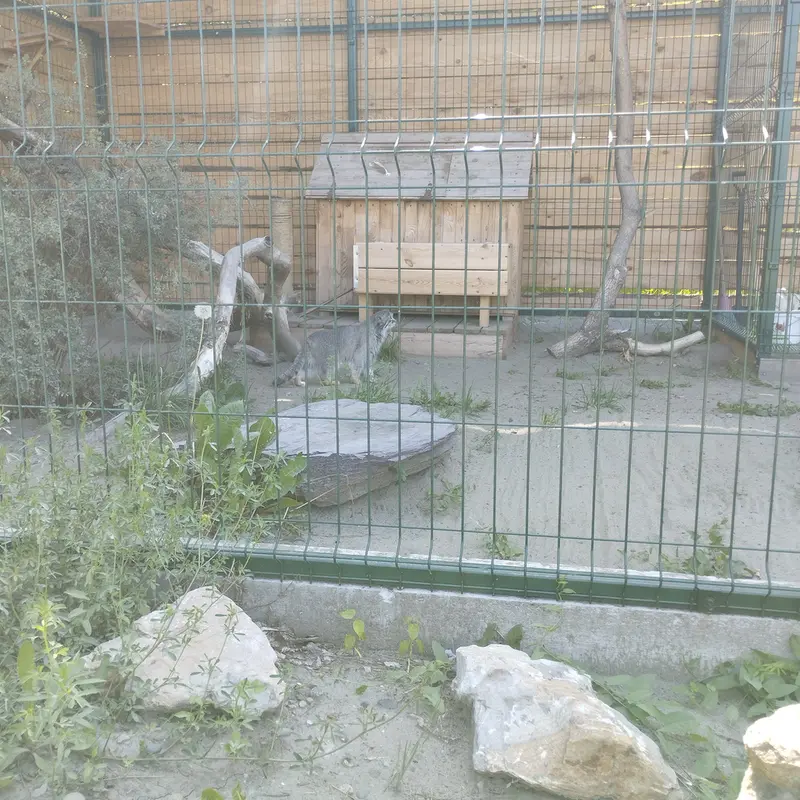 A photograph of Pepe in Barnaul zoo “Lesnaya skazka”