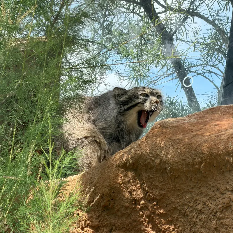 A photograph of Spay in Prague Zoo