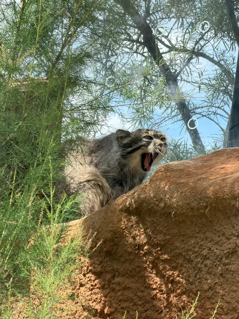 A photograph of Spay in Prague Zoo