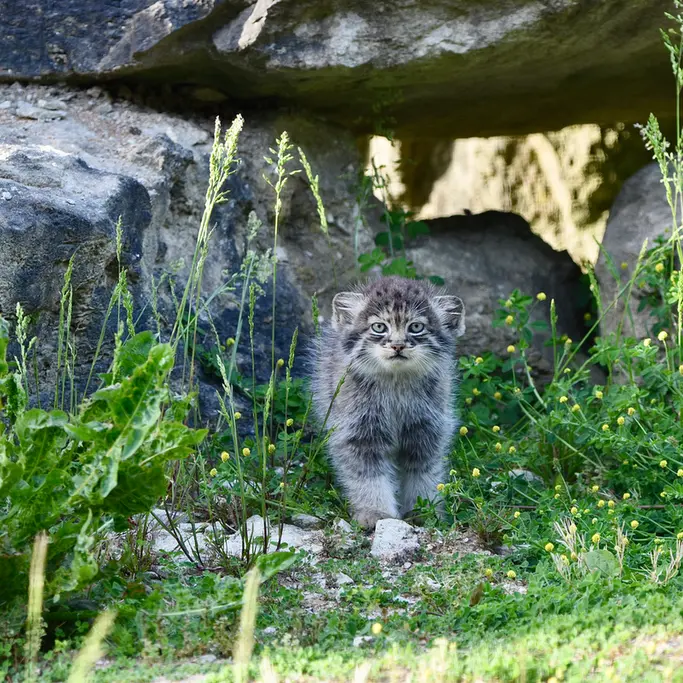A photograph of a Pallas's cat in Port Lympne Wild Animal Park