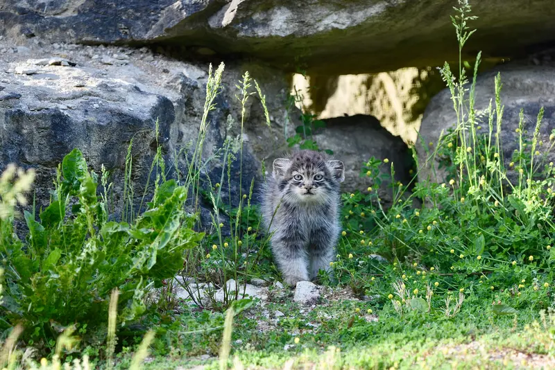 A photograph of a Pallas's cat in Port Lympne Wild Animal Park