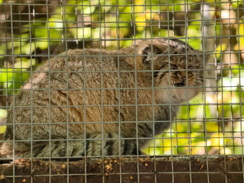 A photograph of Kitten of Alani b.2026 Ⅰ in Košice Zoo