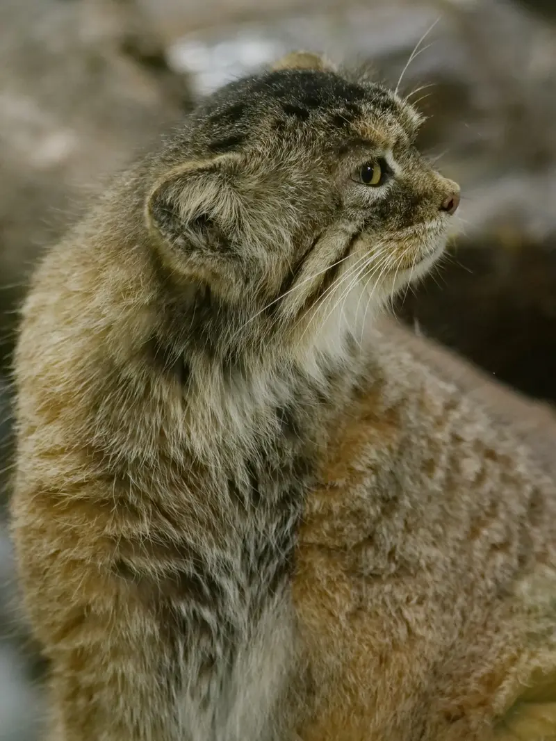A photograph of Primula in Ueno Zoological Gardens