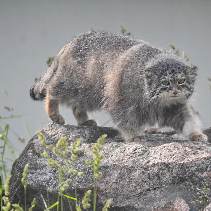 A photograph of Mimi in Korkeasaari Zoo