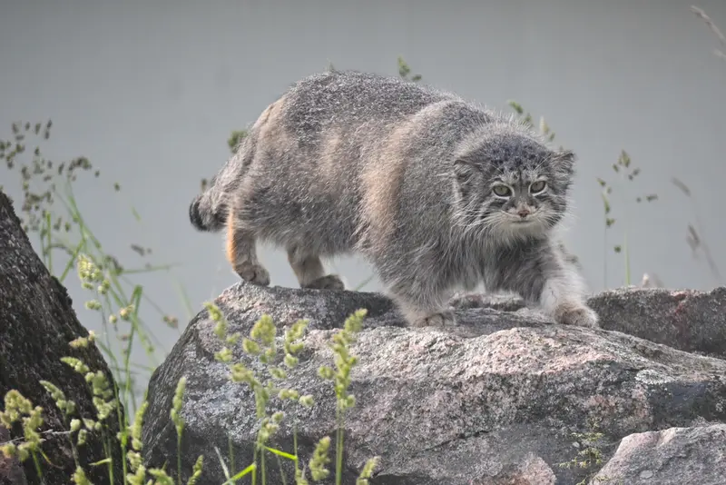 A photograph of Mimi in Korkeasaari Zoo