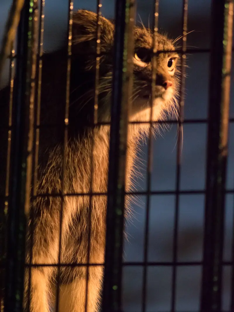 A photograph of Figa in Nogeyama Zoo