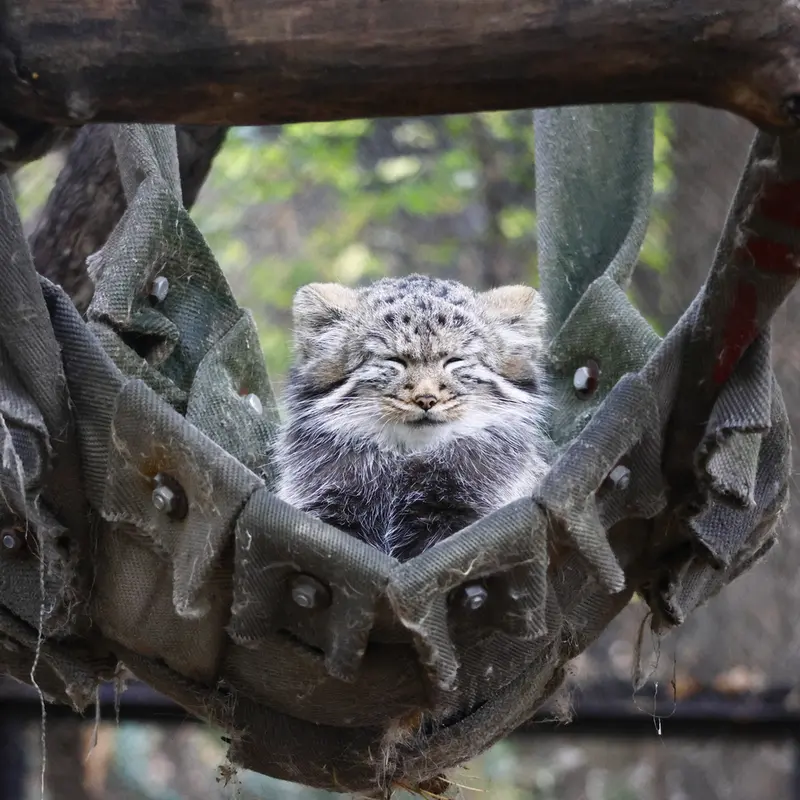 A photograph of Georgette in Novosibirsk Zoo