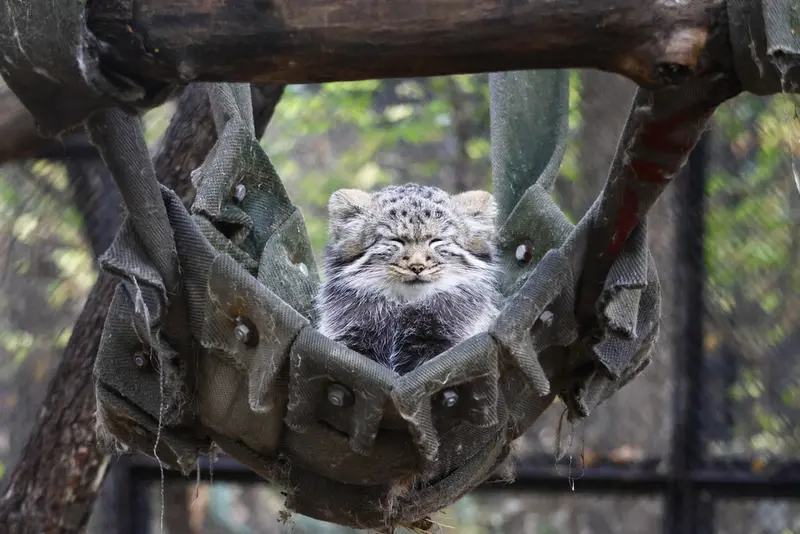 A photograph of a Pallas's cat in Novosibirsk Zoo