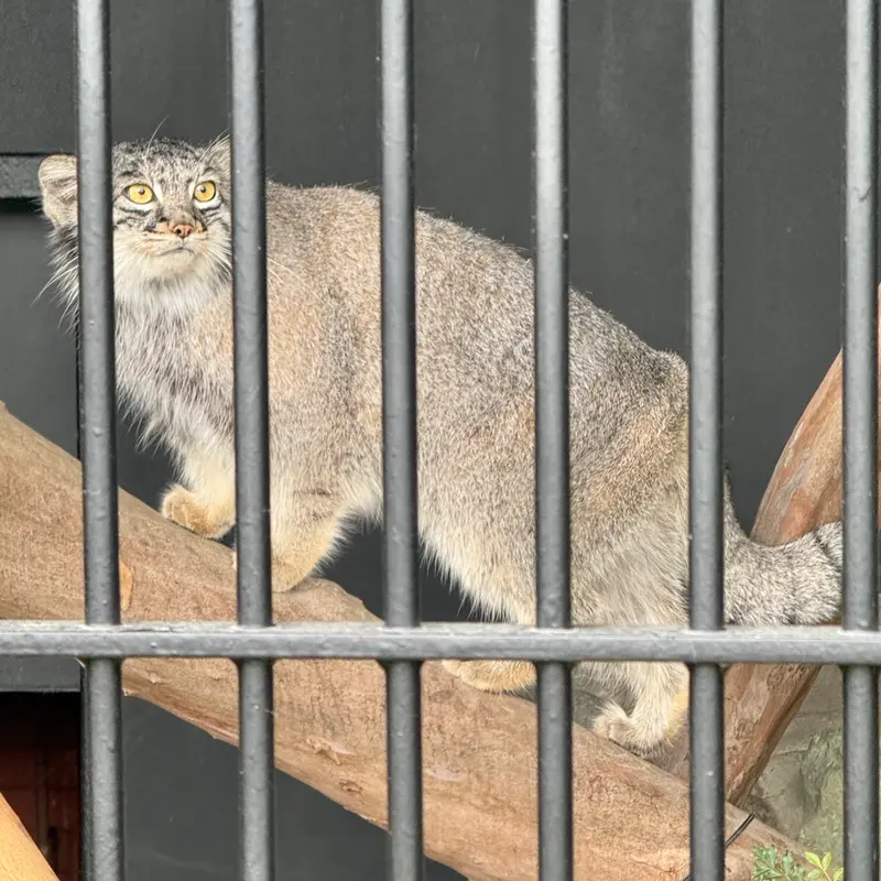 A photograph of Mei in Gokatsuraike Animal Park