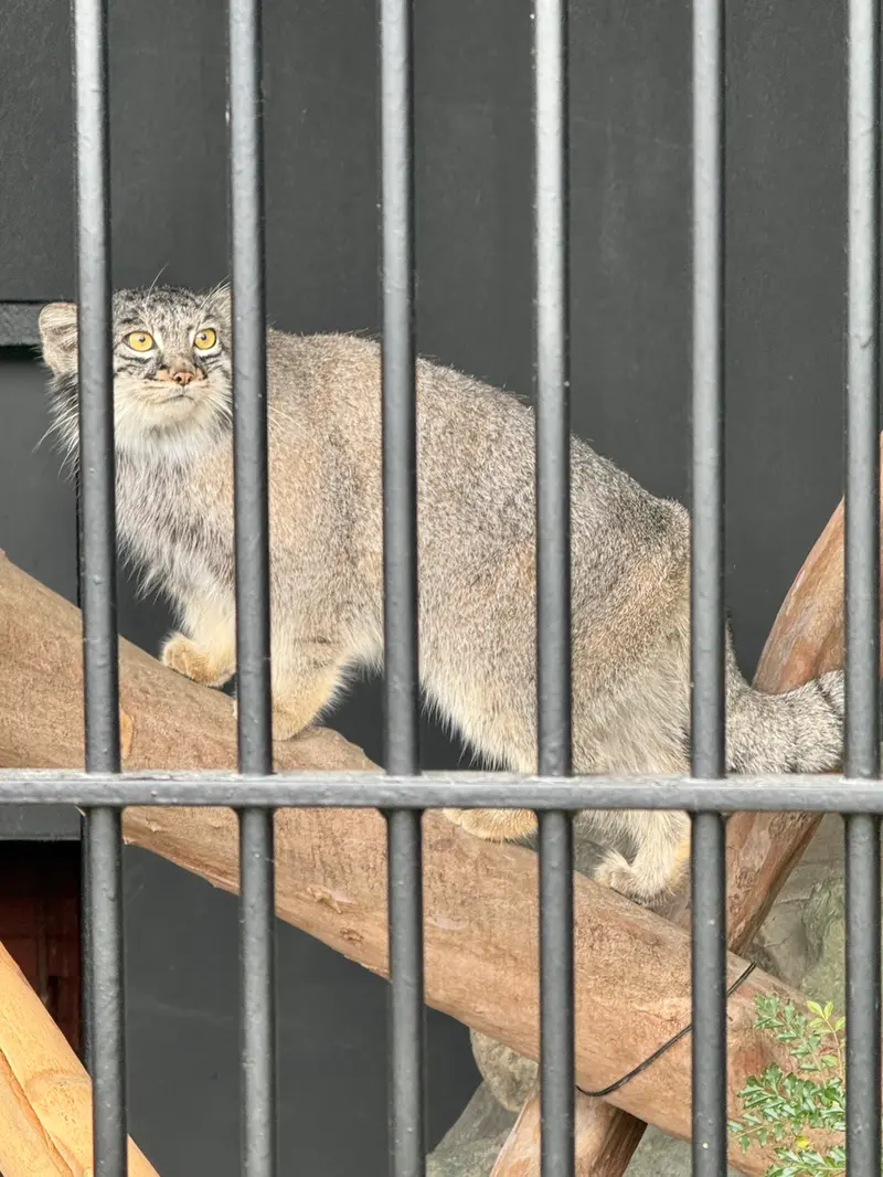 A photograph of Mei in Gokatsuraike Animal Park