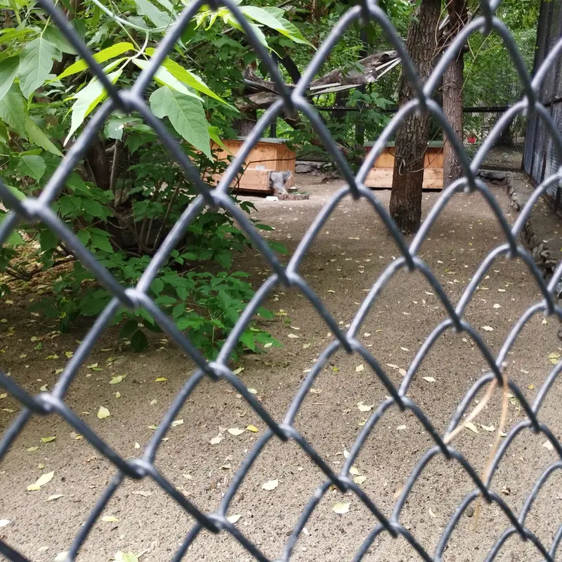 A photograph of Snezhinka in Novosibirsk Zoo