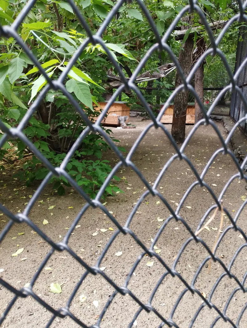 A photograph of Snezhinka in Novosibirsk Zoo