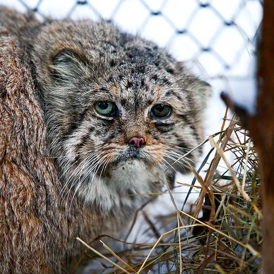 A photograph of Blade in Novosibirsk Zoo