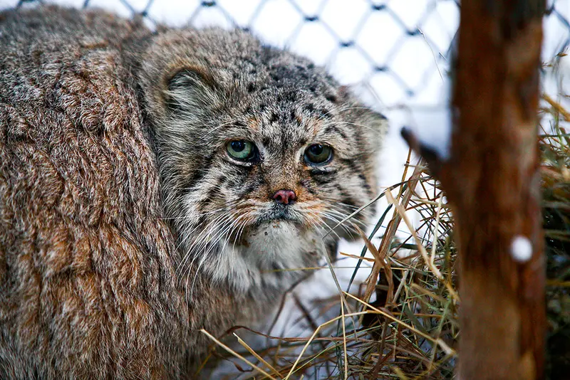 A photograph of Blade in Novosibirsk Zoo