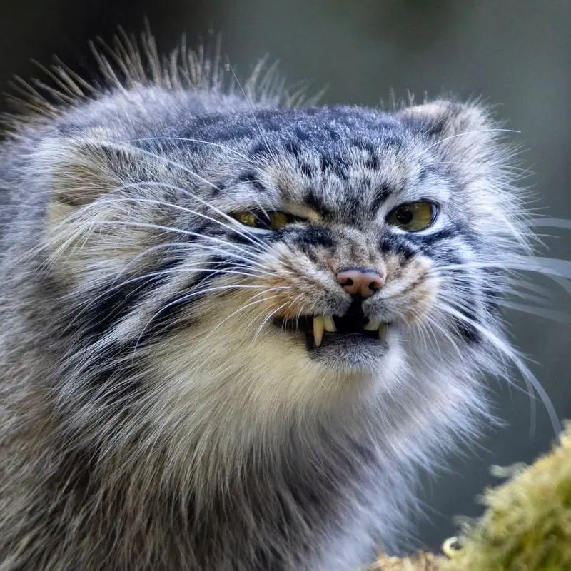 Goose the Pallas's cat from Woodland Park Zoo