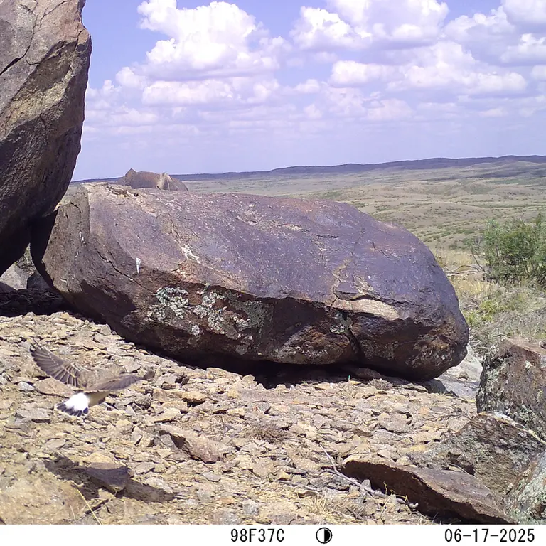 A photograph of a Pallas's cat from Koshkar camera trap