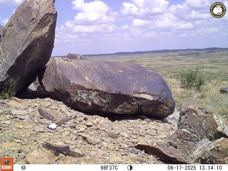 A photograph of a Pallas's cat from Koshkar [new] camera trap