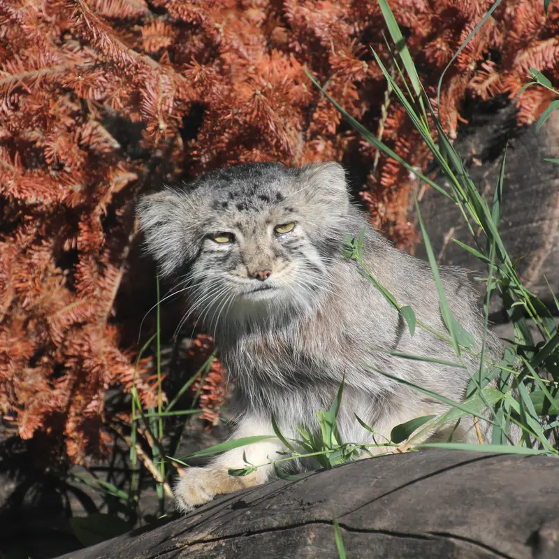 A photograph of Midas in Red River Zoo