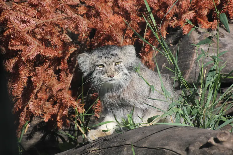 A photograph of Midas in Red River Zoo