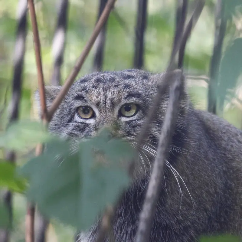 A photograph of Katun in Novosibirsk Zoo