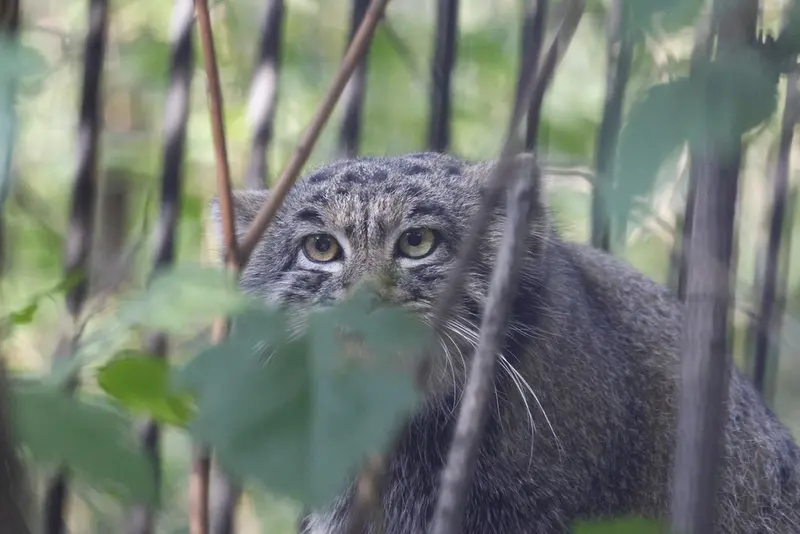 A photograph of Katun in Novosibirsk Zoo