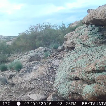 A photograph of European hare from Bektauata 2 camera trap