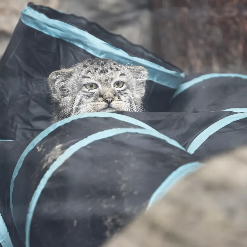 A photograph of a Pallas's cat