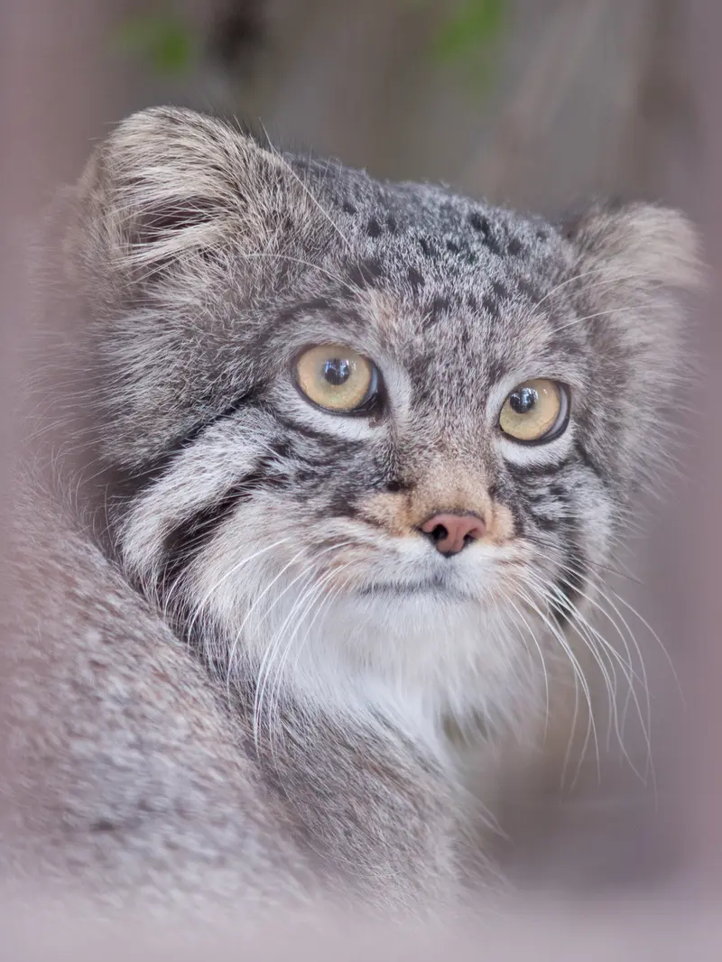 A photograph of Figa in Nogeyama Zoo