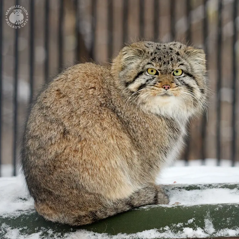 A photograph of Skif in Novosibirsk Zoo
