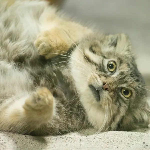 A photograph of Primula in Ueno Zoological Gardens