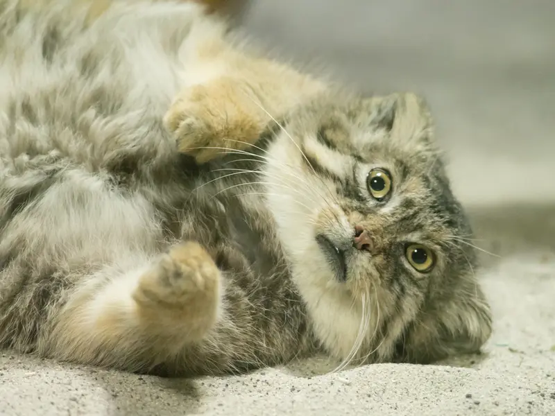 A photograph of Primula in Ueno Zoological Gardens