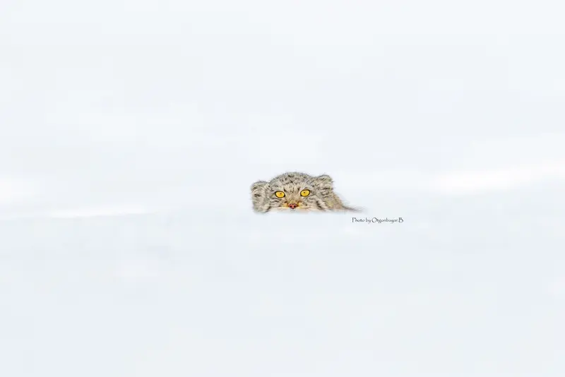 A photograph of a Pallas's cat