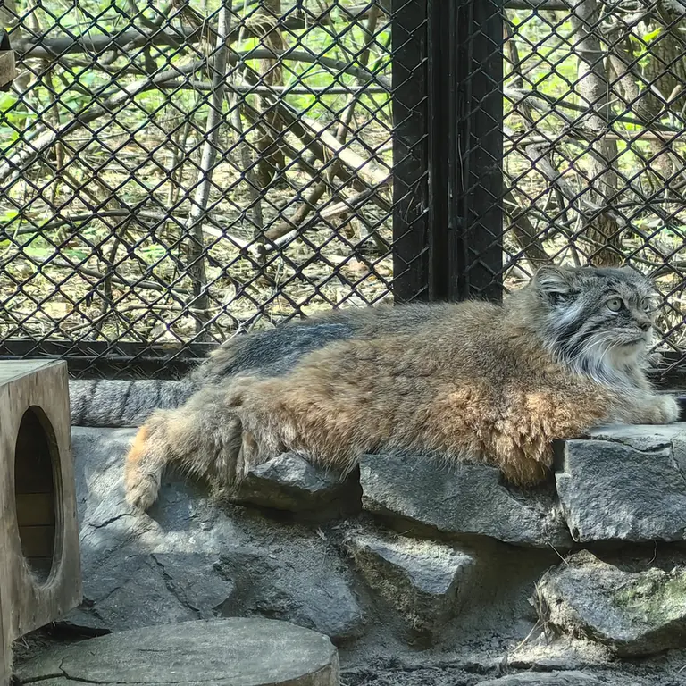 A photograph of Lastochka in Novosibirsk Zoo