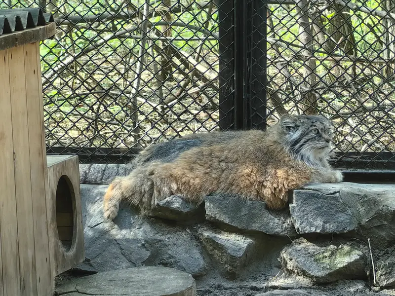 A photograph of Lastochka in Novosibirsk Zoo