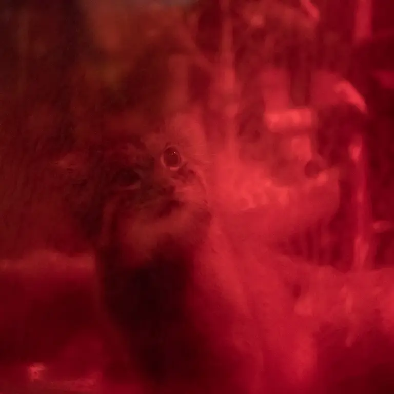 A photograph of Naim in Ueno Zoological Gardens
