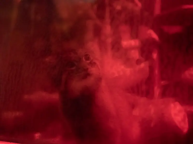 A photograph of Naim in Ueno Zoological Gardens
