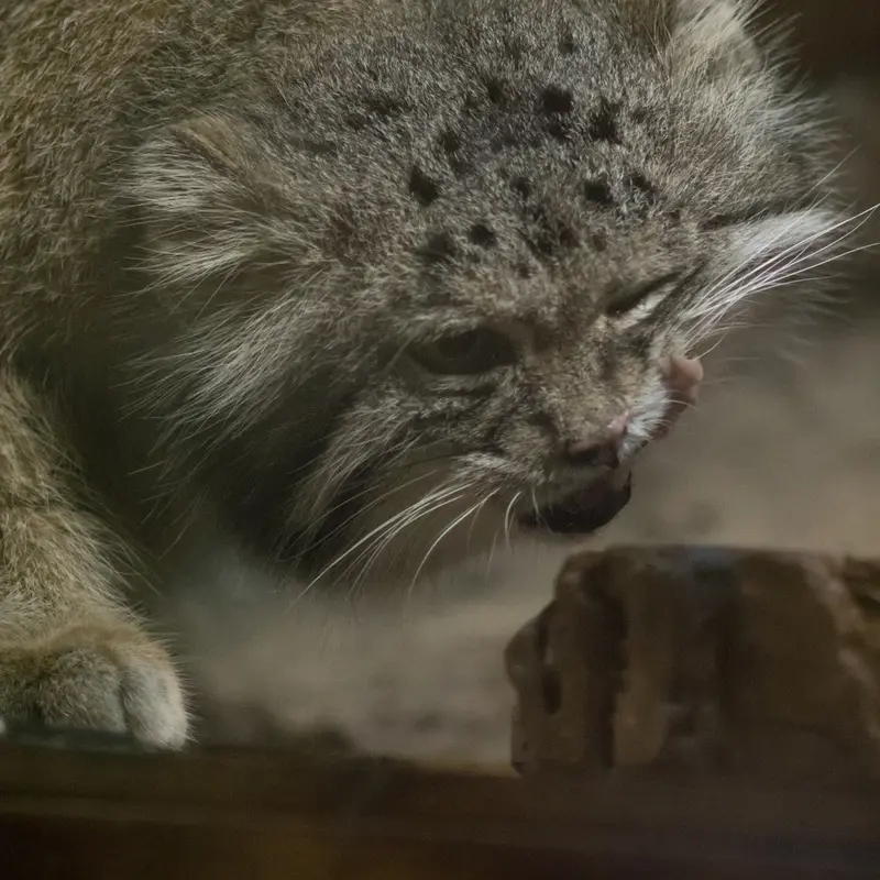 A photograph of Klyon in Ueno Zoological Gardens
