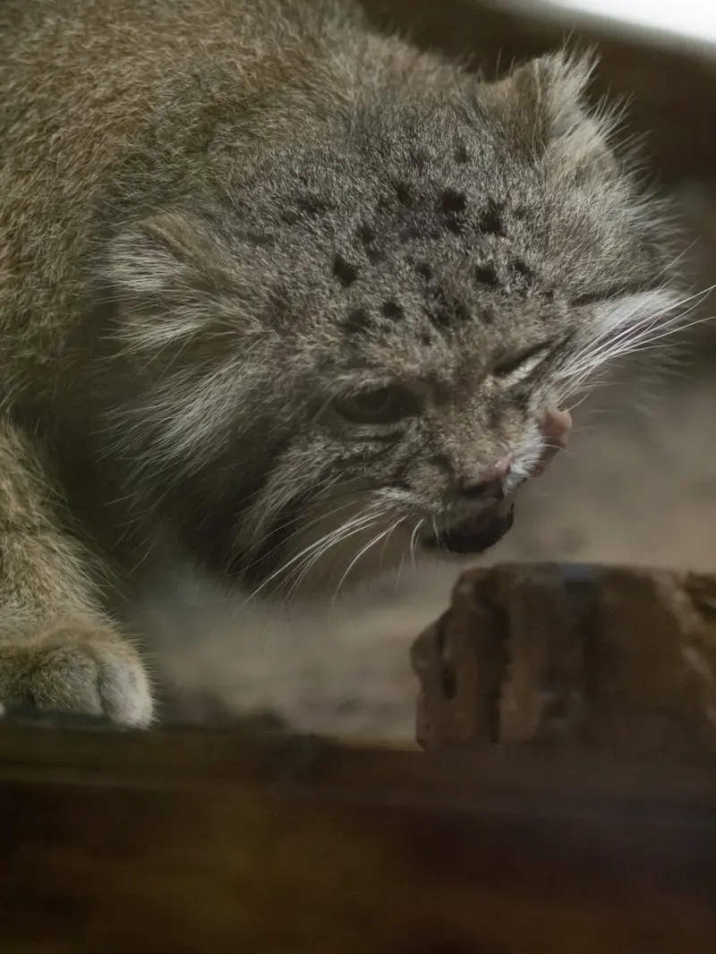 A photograph of Klyon in Ueno Zoological Gardens