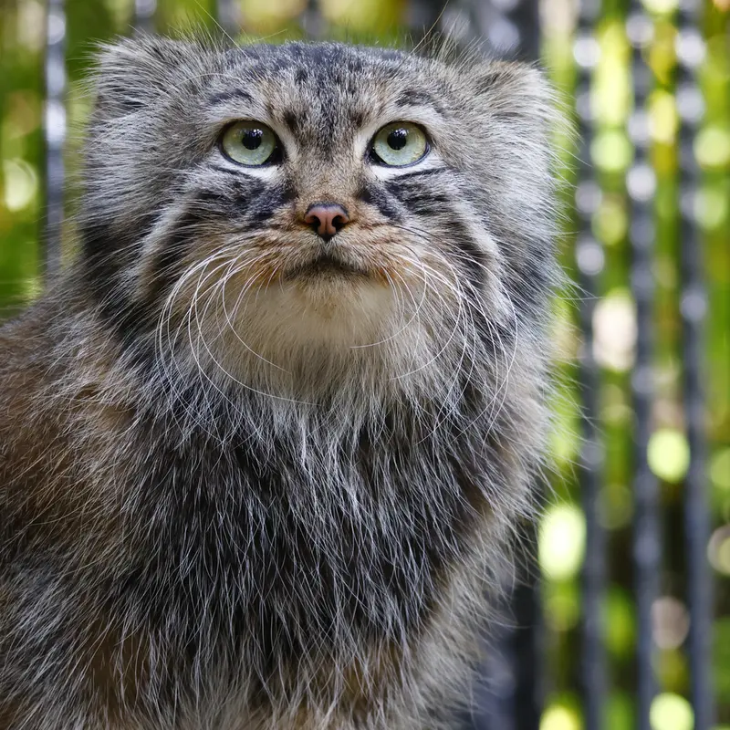 A photograph of Gabi in Novosibirsk Zoo