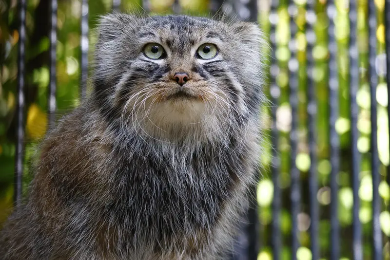 A photograph of Gabi in Novosibirsk Zoo