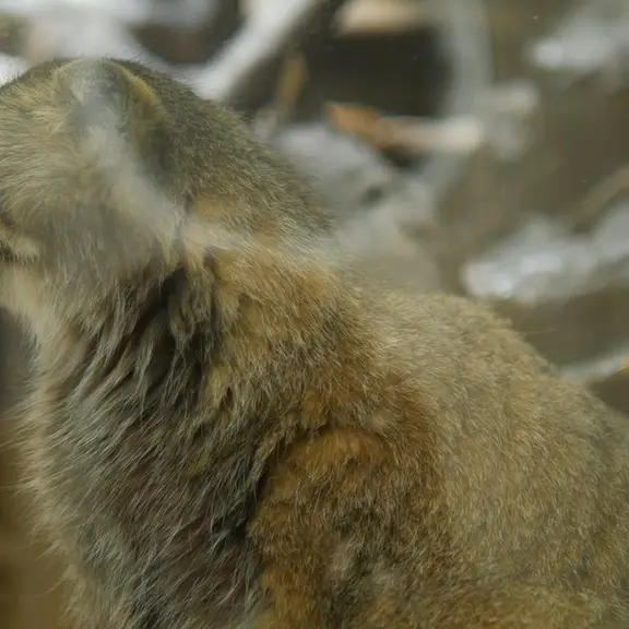 A photograph of a Pallas's cat in Ueno Zoological Gardens