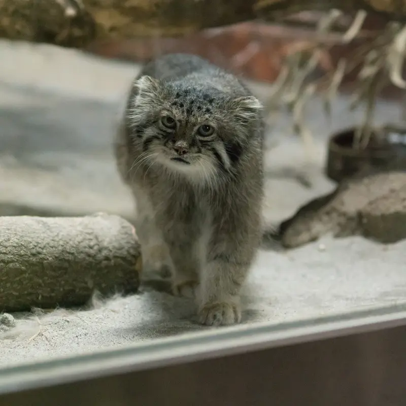 A photograph of Klyon in Ueno Zoological Gardens