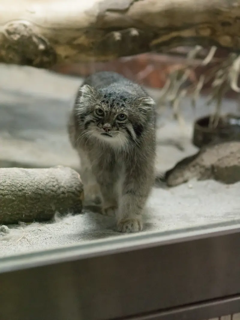 A photograph of Klyon in Ueno Zoological Gardens