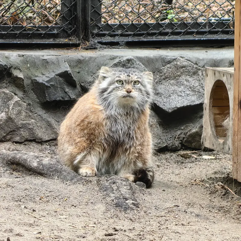 A photograph of Lastochka in Novosibirsk Zoo