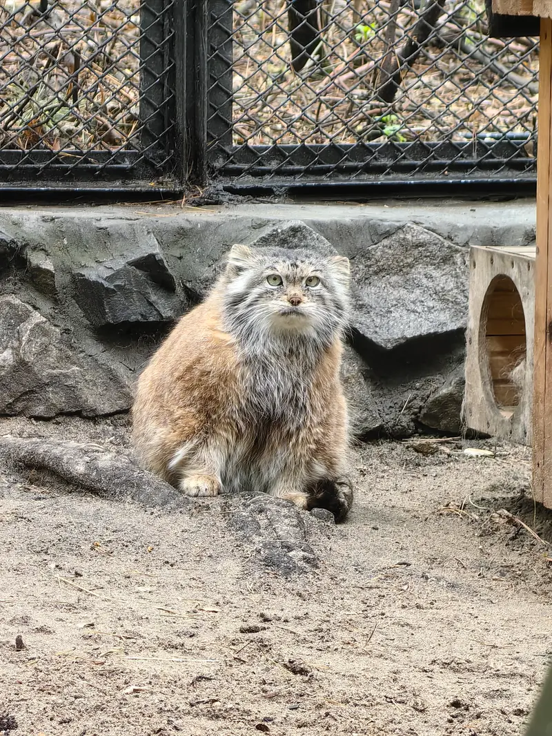 A photograph of Lastochka in Novosibirsk Zoo