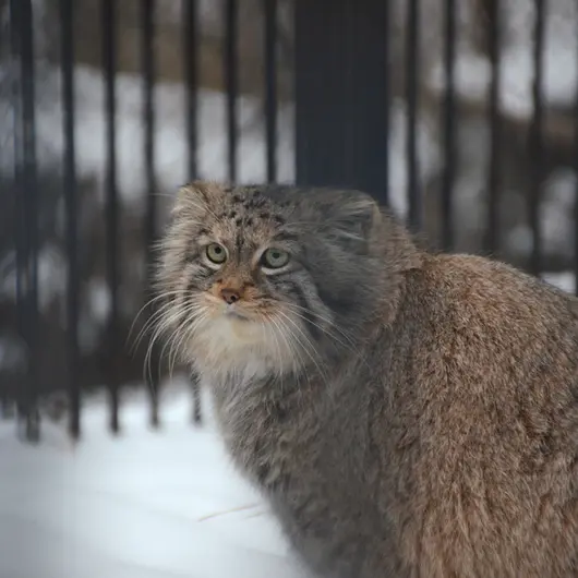 A photograph of Sheb in Novosibirsk Zoo