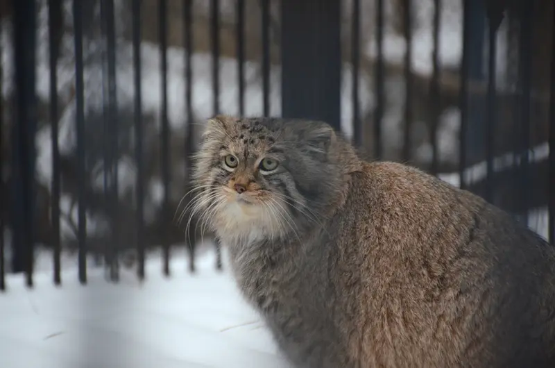 A photograph of Sheb in Novosibirsk Zoo