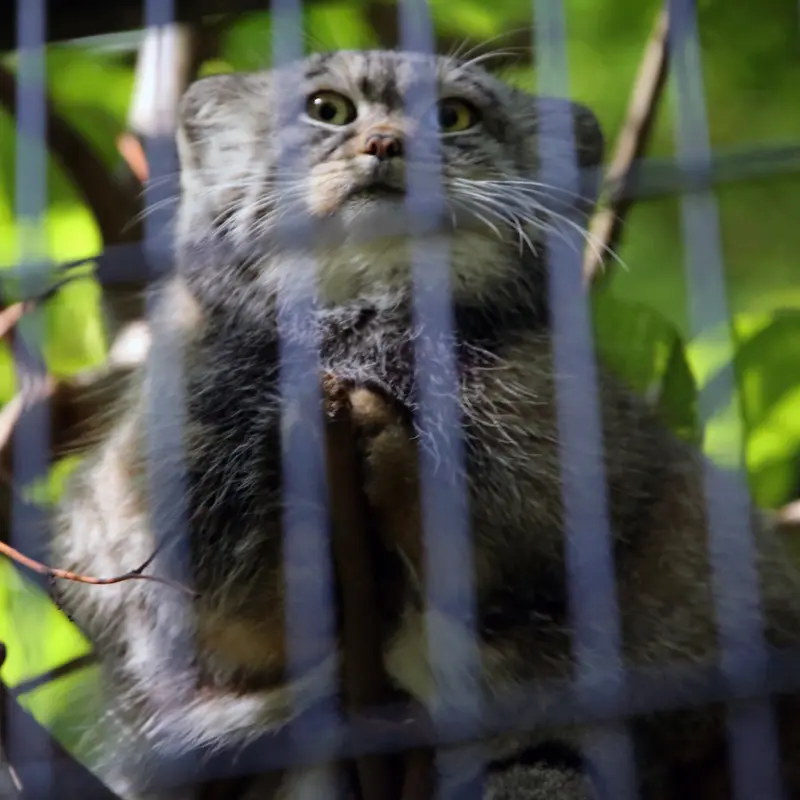 A photograph of Tsas in Kraków Zoo